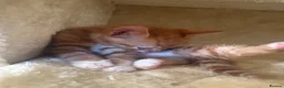 British Shorthair cats for sale: Ginger and black and white males - Advert 3