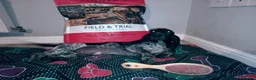 Mixed Breed dogs for sale: KC Basset Hound x KC German Shorthaired Pointer  - Advert 7