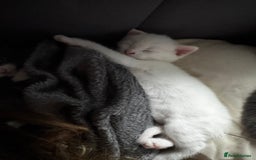 Domestic Shorthair cats for sale: One white female kitten. - Image 1