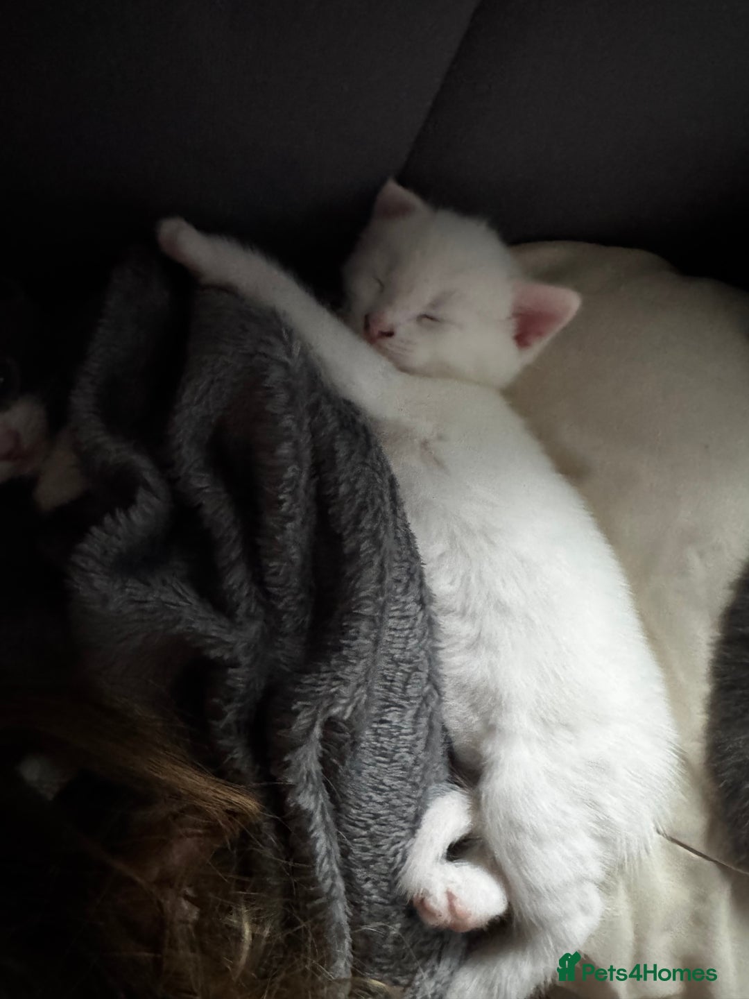 Domestic Shorthair cats for sale: One white female kitten. - Image 1