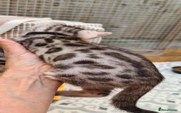 Bengal cats for sale: Pedigree Bengal kittens - Image 16