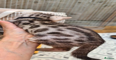Bengal cats - Advert 12
