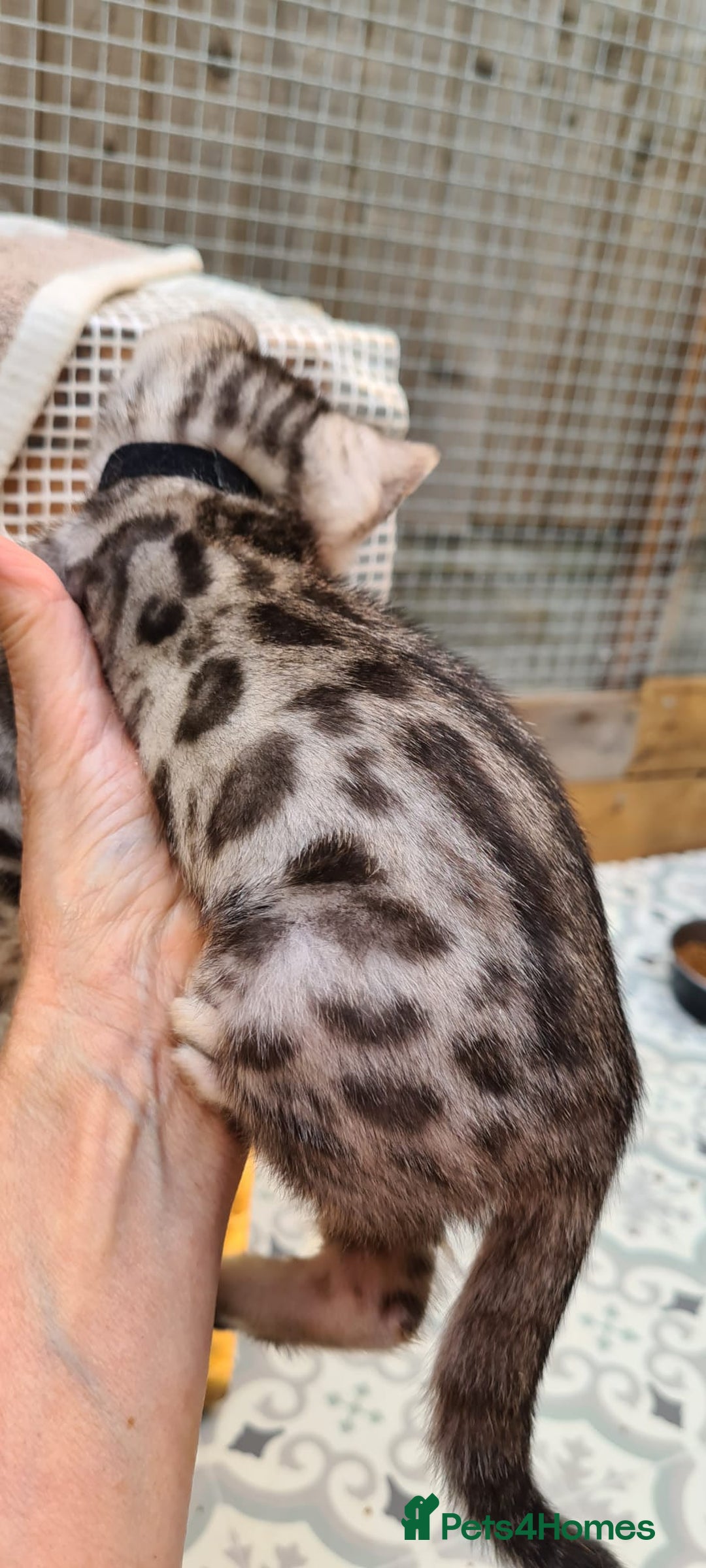 Bengal cats for sale: Pedigree Bengal kittens - Image 16