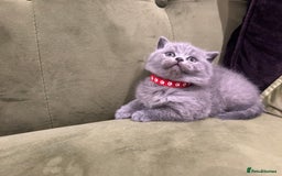 British Shorthair cats for sale: Gorgeous British shorthair kitten - Image 3