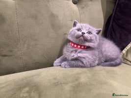 British Shorthair cats - Advert 10