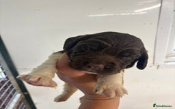 English Springer Spaniel dogs for sale: Kc Springer Spaniel Puppies - Image 7