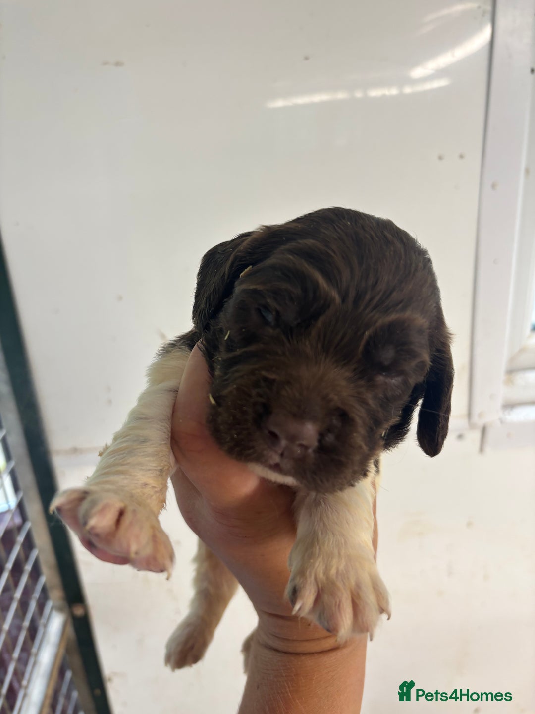 English Springer Spaniel dogs for sale: Kc Springer Spaniel Puppies - Image 7