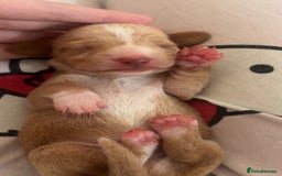 Miniature Dachshund dogs for sale: Dolly mixture dapple/piebald  - Image 2