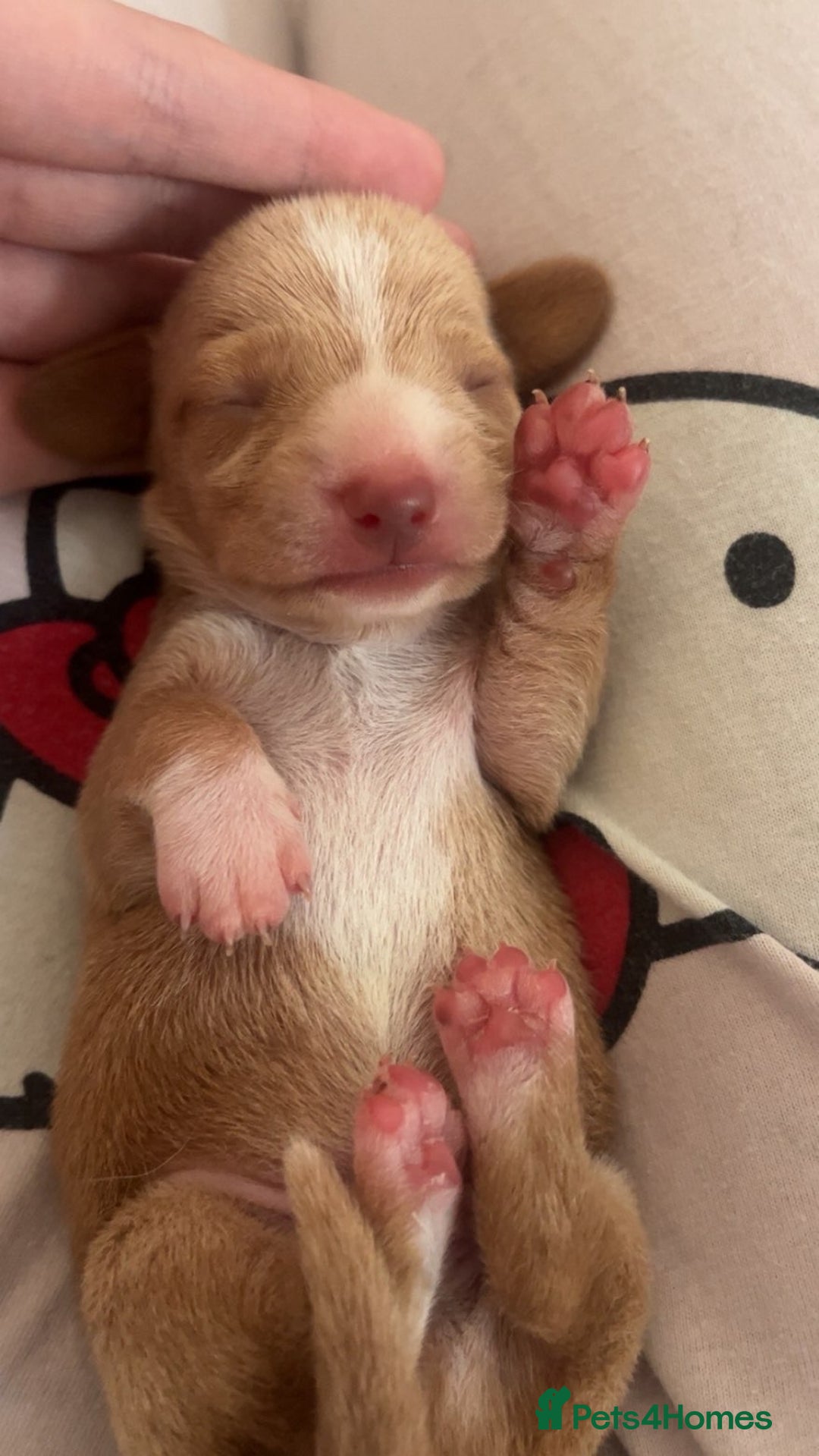 Miniature Dachshund dogs for sale: Dolly mixture dapple/piebald  - Image 2