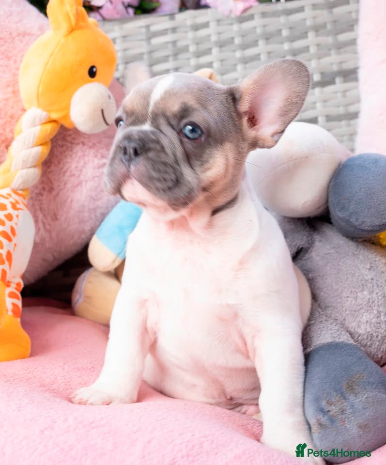 French Bulldog dogs for sale: Stunning litter of pied French bulldogs - Advert 26