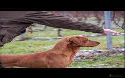 Labrador Retriever dogs for sale: Stunning KC Fox Reds  - Advert 17