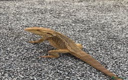 Bearded Dragon reptiles for sale: Bearded dragon and full setup for sale - Image 2