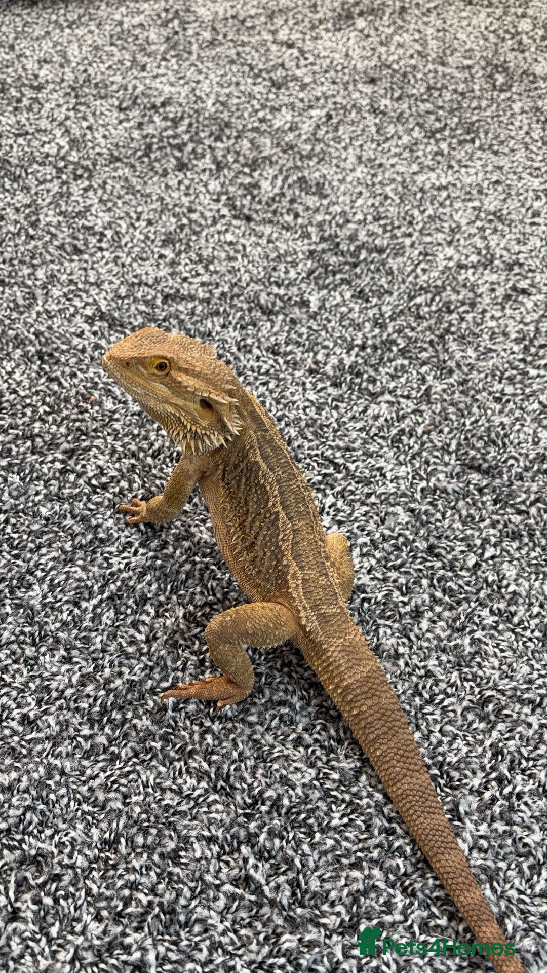 Bearded Dragon reptiles for sale: Bearded dragon and full setup for sale - Image 2