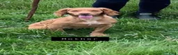 Cockapoo dogs for sale: Stunning F1 Cockapoo’s - Advert 18