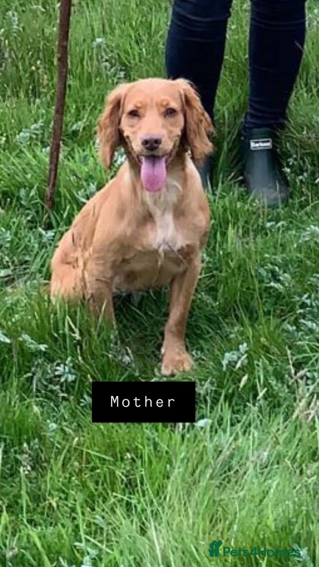 Cockapoo dogs for sale: Stunning F1 Cockapoo’s - Advert 26