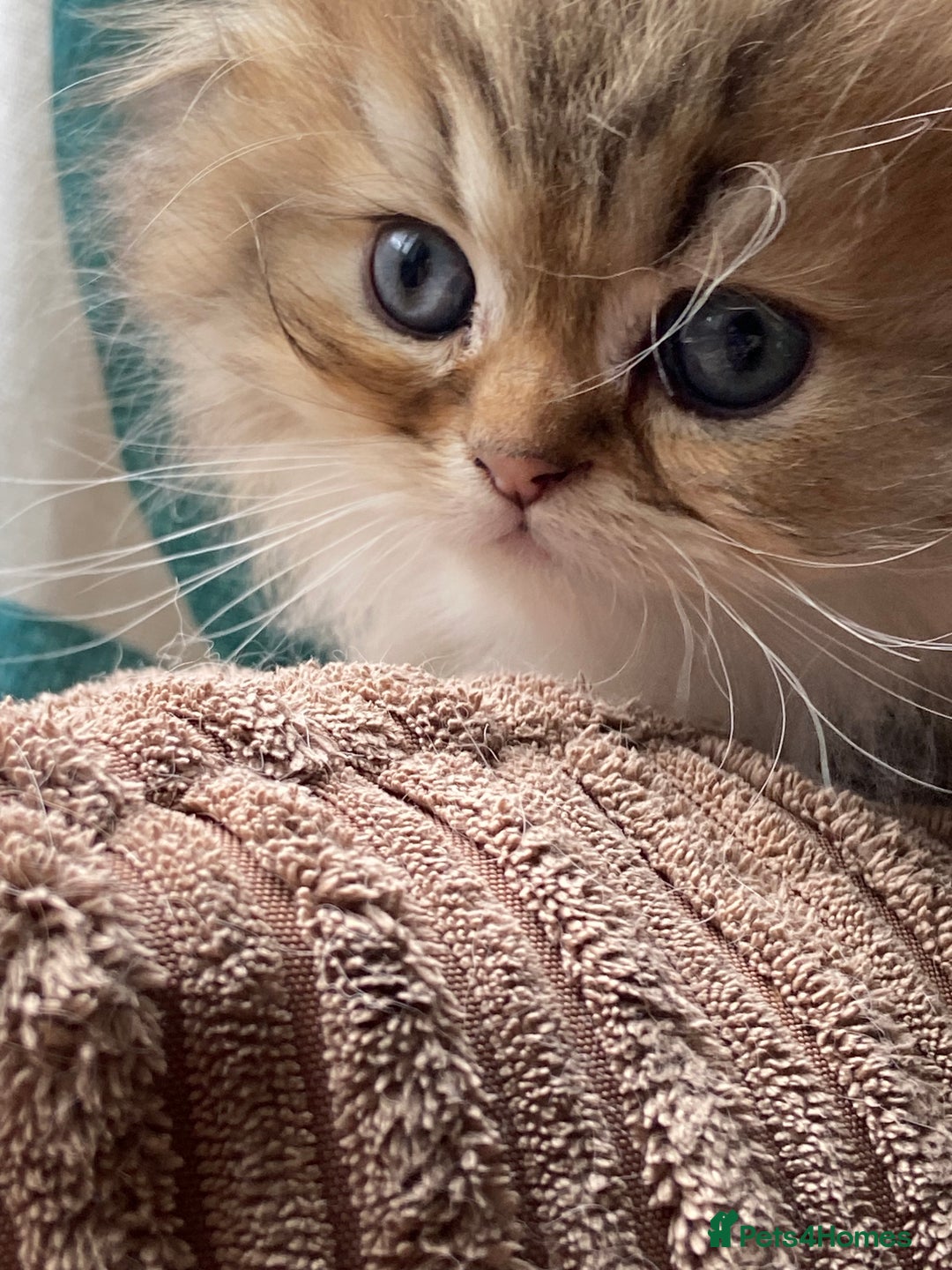 Persian cats for sale: Golden Persian chinchilla kittens  - Advert 1