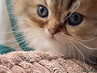 Persian cats Golden Persian chinchilla kittens - Advert 10