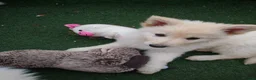 Mixed Breed dogs for sale: PUPPIES FOR SALE - Advert 2