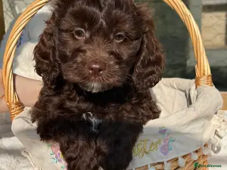 Cavapoo dogs Our First Ever F1 Choc Cavapoo Boy - Advert 1