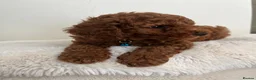 Toy Poodle dogs for sale: Beautiful Toy Poodle Puppies in Sevenoaks - Advert 16