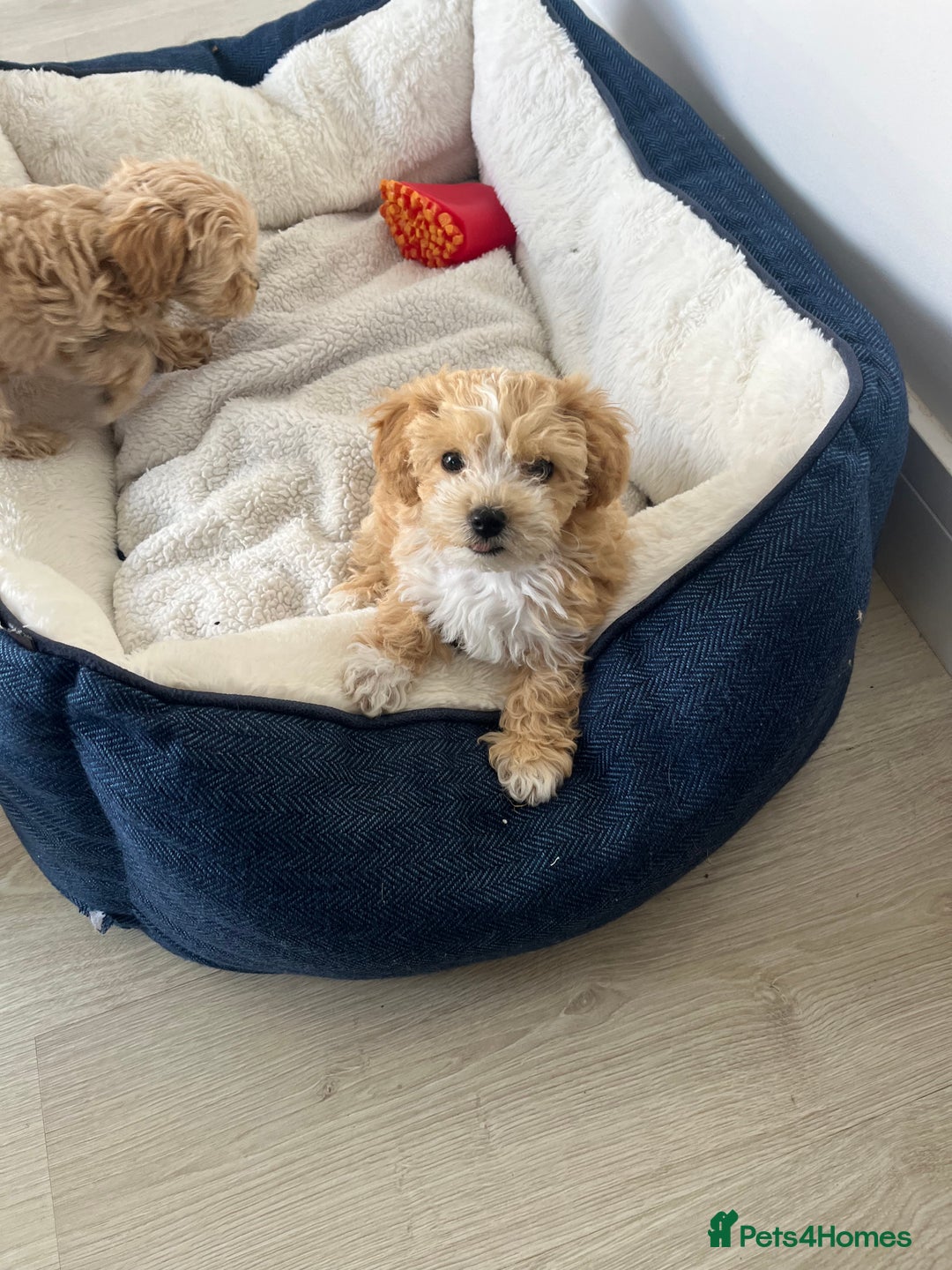 Maltipoo dogs for stud: Small Maltipoo Stud  - Image 9