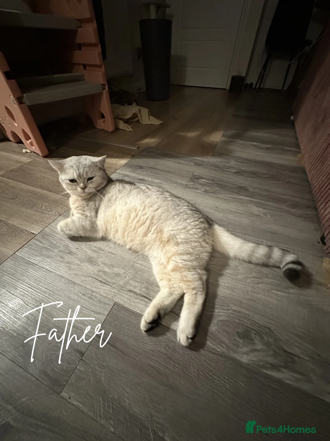 Mixed Breed cats for sale: British Shorthair x Turkish Angora Boy & Girl - Advert 2