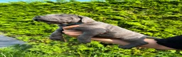 Cane Corso dogs for sale: Cane Corso puppies - Advert 10