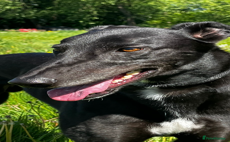Greyhound dogs - Advert 1