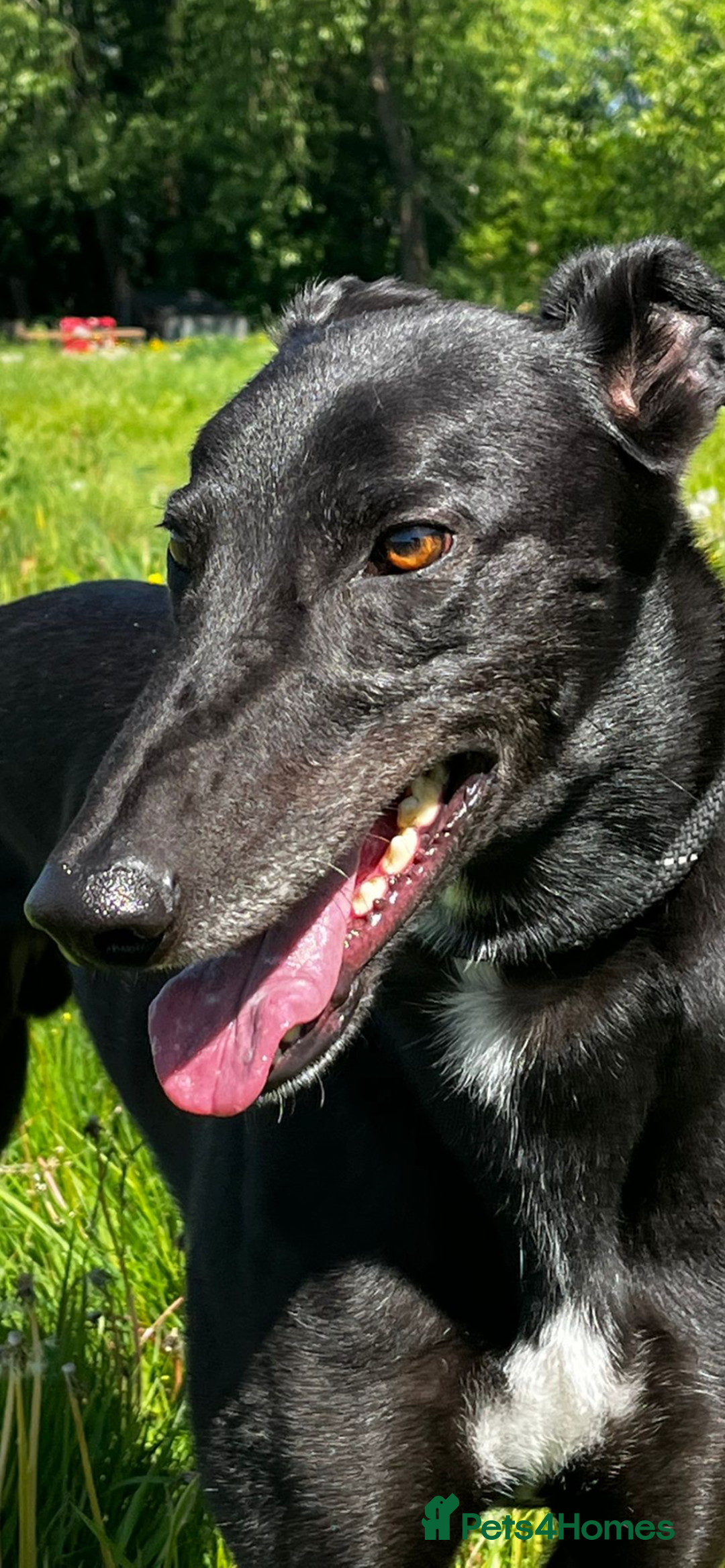 Greyhound dogs for sale: Empire house trained greyhound girl for adoption  - Image 1