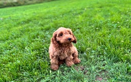 Cockapoo dogs for sale: Gorgeous quality health checked F1 Cockapoos  in Market Drayton - Image 15