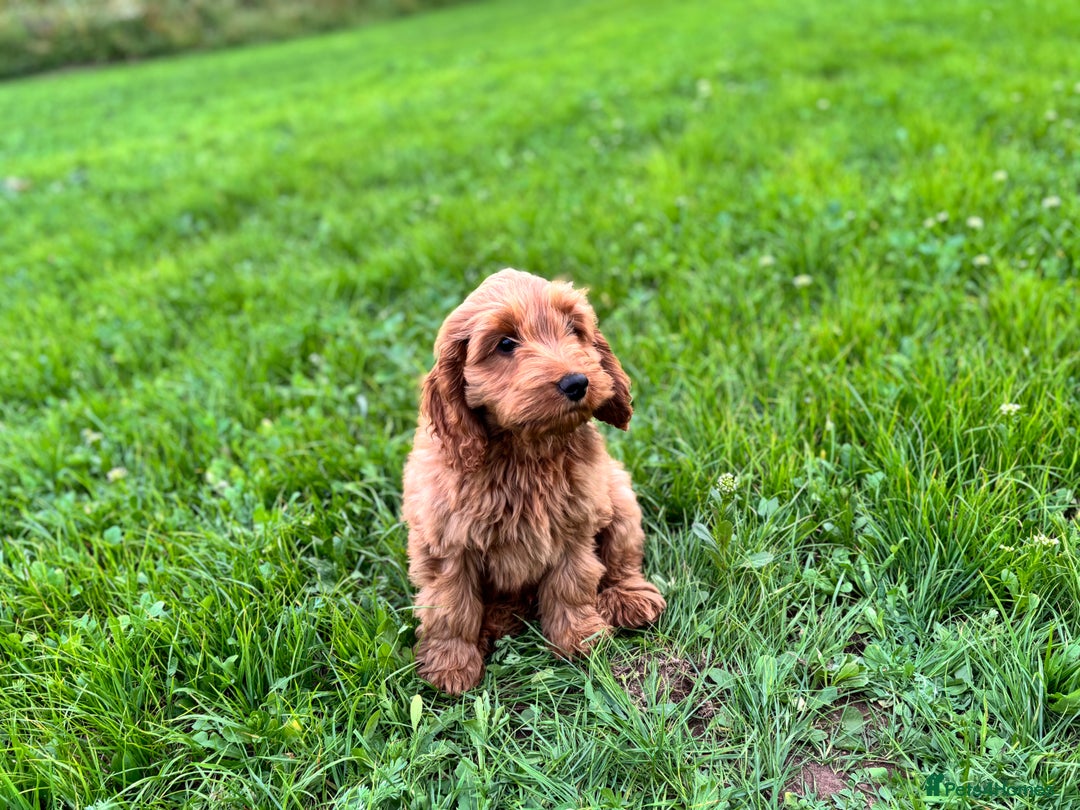 Cockapoo dogs for sale: Gorgeous quality health checked F1 Cockapoos  in Market Drayton - Image 15