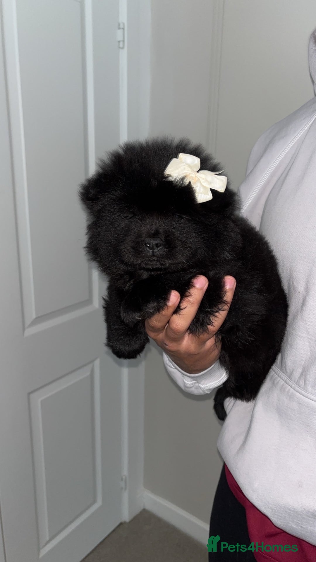 Chow Chow dogs for sale: 5 Gen Pedigree Chow Chow Puppies - Advert 11