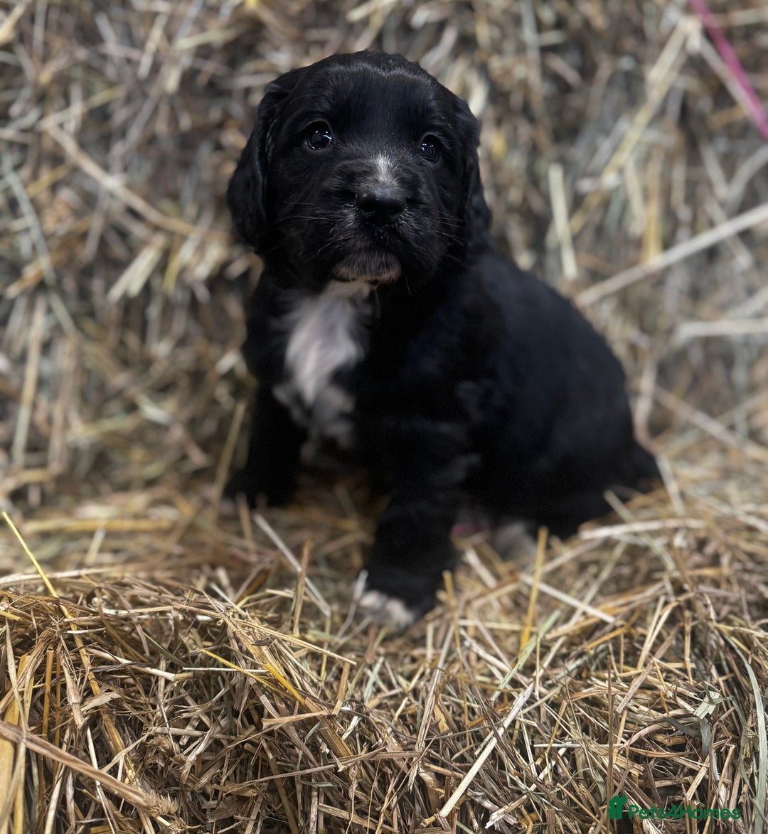 Cocker Spaniel dogs for sale: Health Tested Clear KC Registered Working Cockers - Advert 23