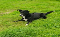 Border Collie dogs for sale: Border Collies for sale - Image 1