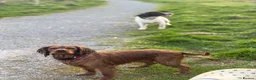 Sprocker dogs for sale: Gorgeous litter of sprockers  in Ammanford - Advert 9