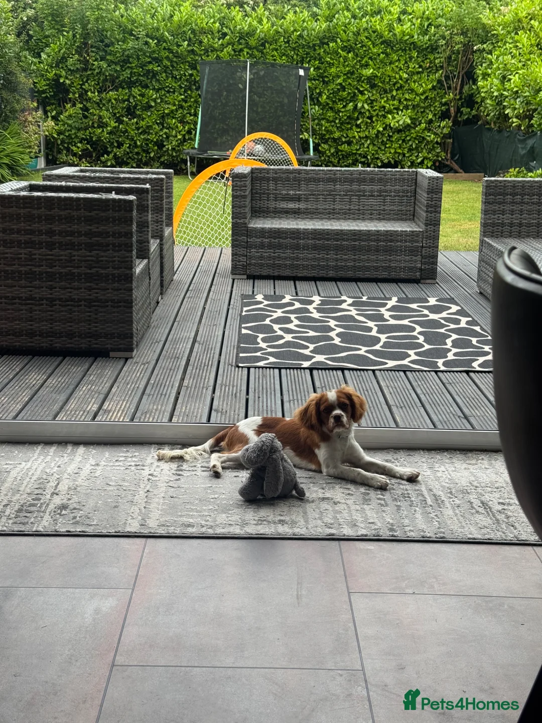 Cavalier King Charles Spaniel dogs for sale:  Blenheim chocolate male King Charles spaniel   in Preston - Advert 7