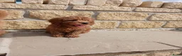 Cavapoo dogs for sale: 3 female cavapoo puppies available - Advert 3