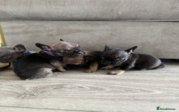 French Bulldog dogs for sale: French bull dog litter available now  - Image 2