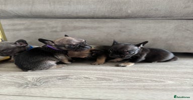 French Bulldog dogs - Advert 13