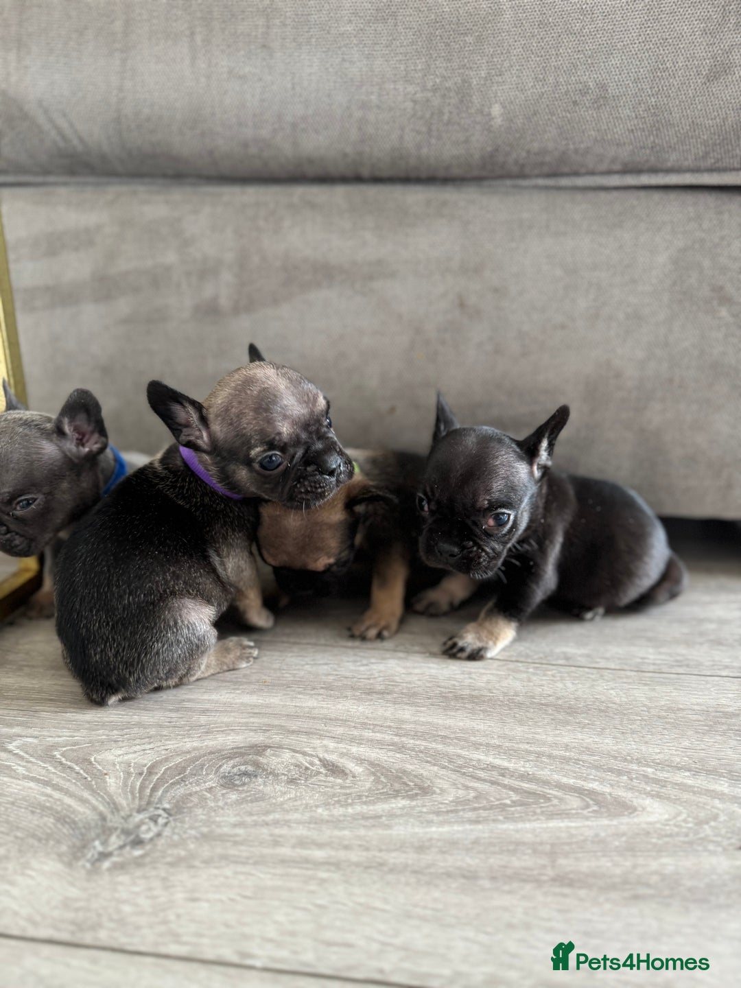 French Bulldog dogs for sale: French bull dog litter available now  - Image 2
