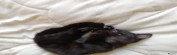 Mixed Breed cats for sale: Little beautfull boy  in Ossett - Advert 5