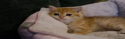 British Shorthair cats for sale: Stunning BSH Golden Boy TICA reg pedigree  - Advert 11