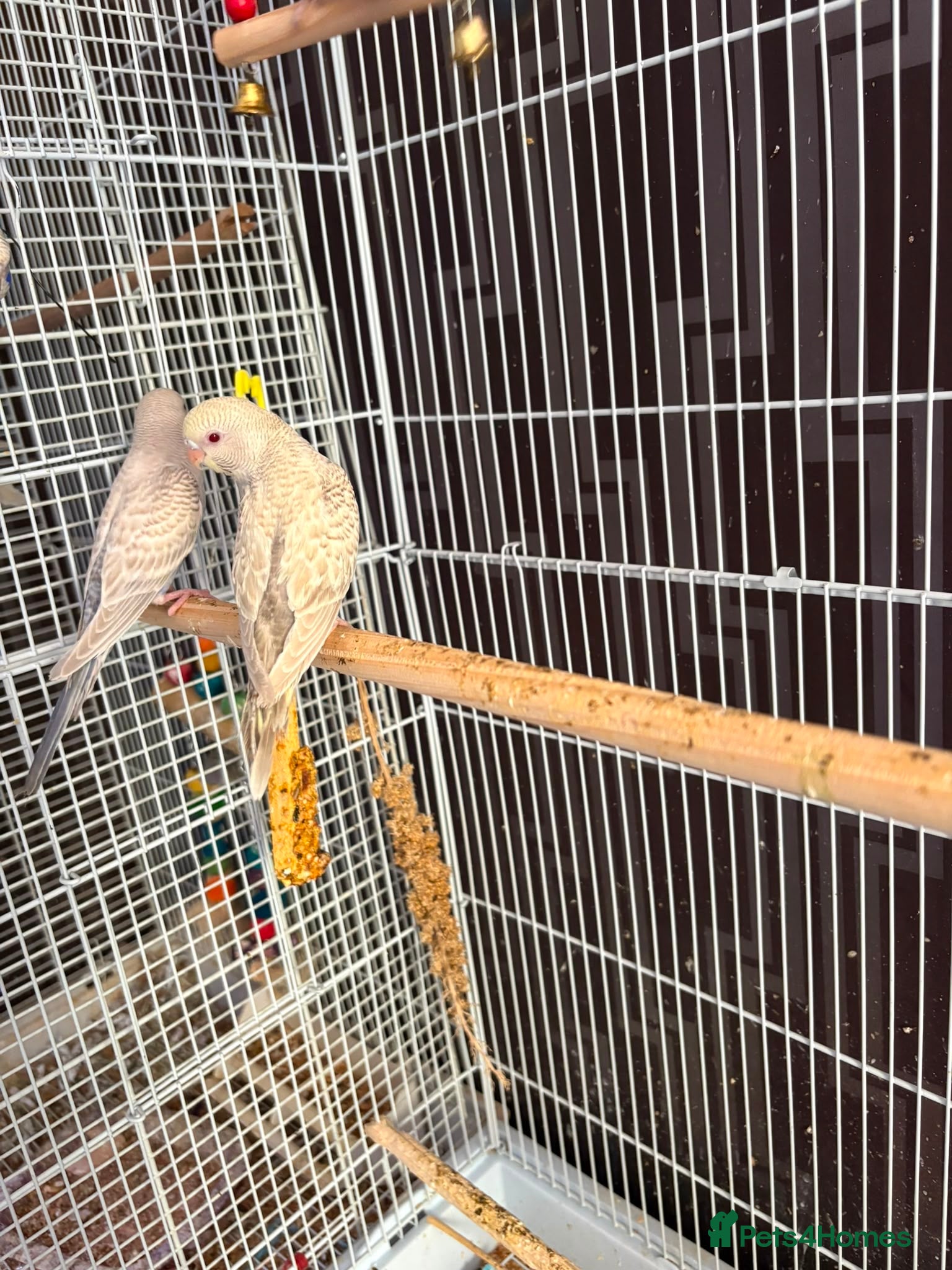 Budgerigars birds Dun fallow spilt bf budgies  - Advert 2