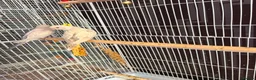 Budgerigars birds for sale: Dun fallow spilt bf budgies  - Advert 2