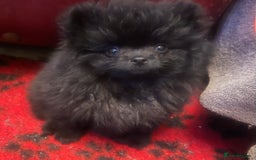 Pomeranian dogs for sale: Stunning KC reg Pomeranians  - Image 23