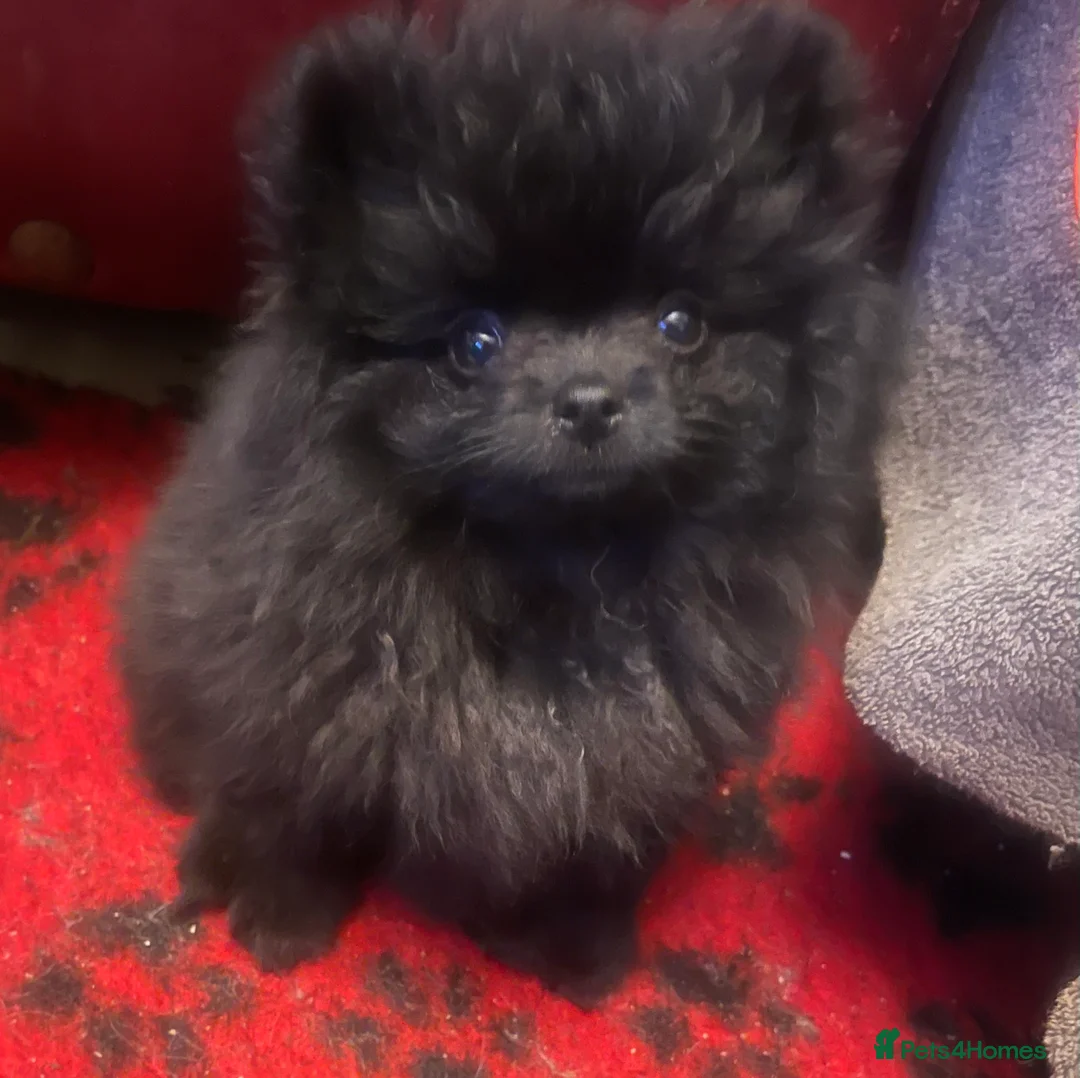Pomeranian dogs for sale: Stunning KC reg Pomeranians 🌟REDUCED🌟 - Advert 12
