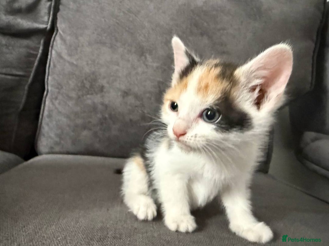 American Shorthair cats for sale: Smart stunning mixed colour kittens  - Image 13