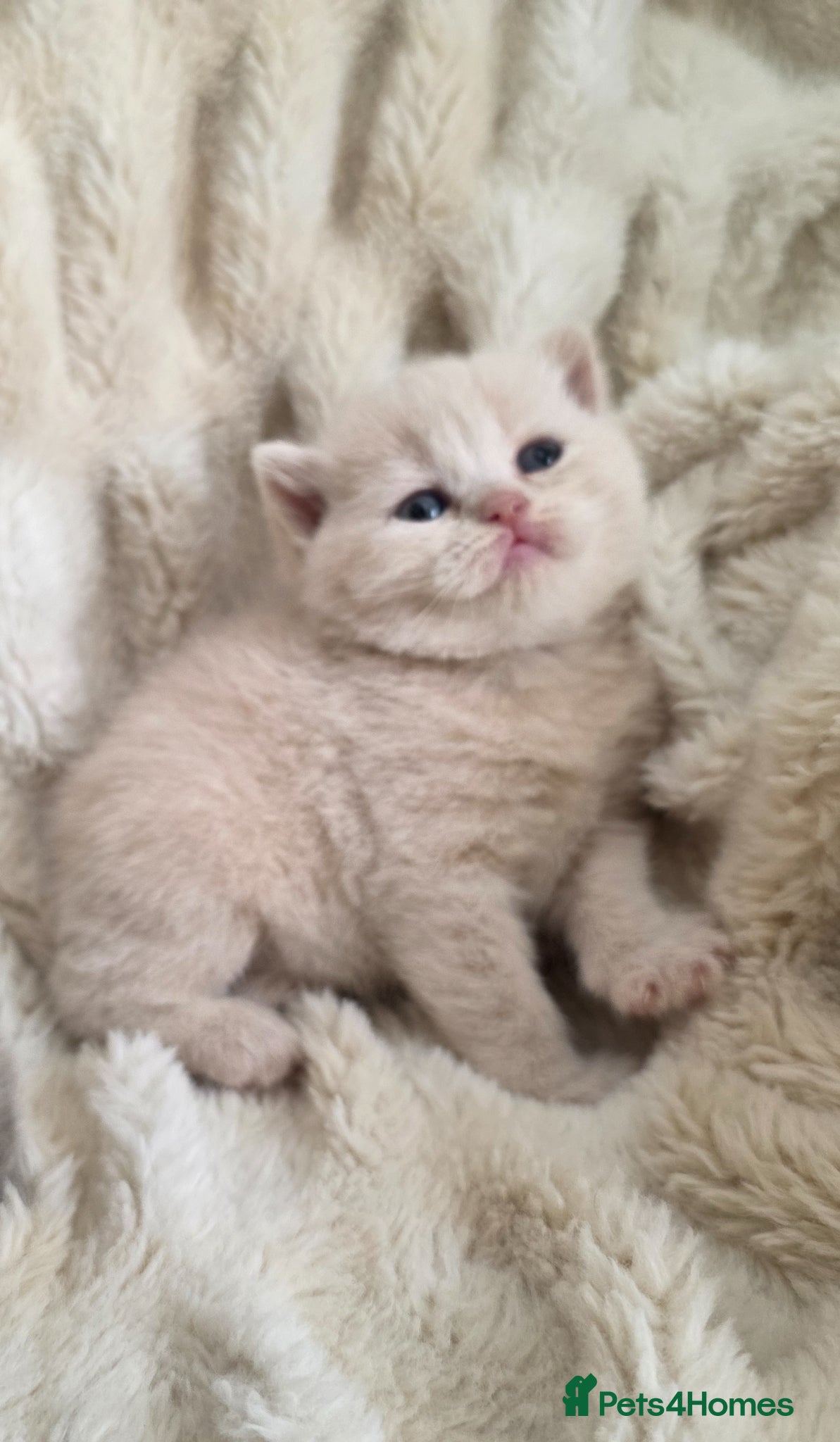 British Shorthair cats Top quality GCCF British Shorthair kittens  - Advert 15