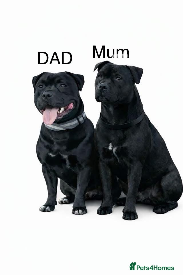 Staffordshire Bull Terrier dogs Staffordshire bull terrier 3 black girls left 😍 - Advert 1