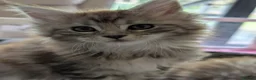 Maine Coon cats for sale: Ready soon. Tica Registered Maine coon Kittens  - Advert 11